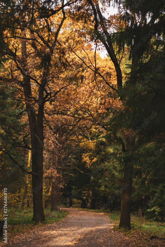 Autumn forest with trees by the road with foliage