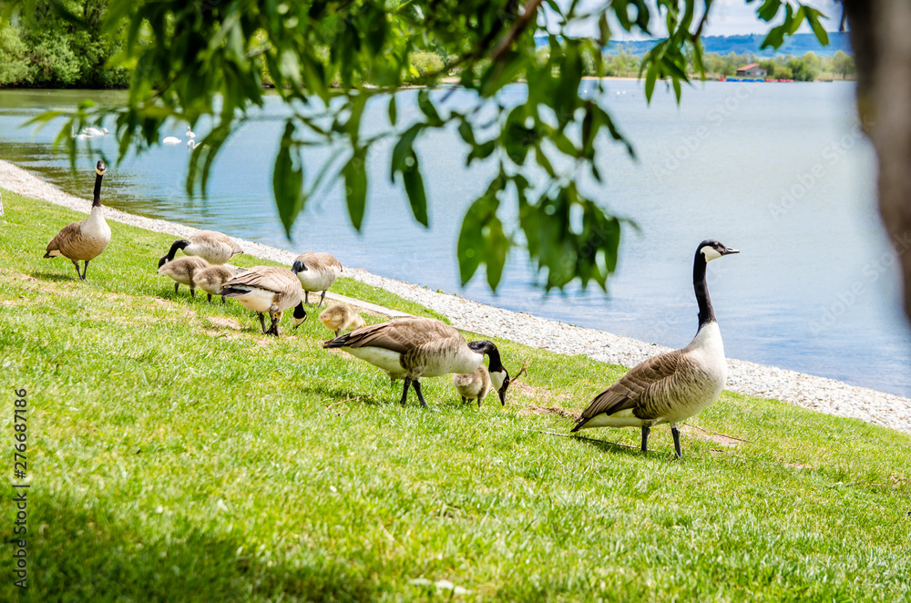 ducks by the lake pinch the grass ducks by the lake pinch the grass