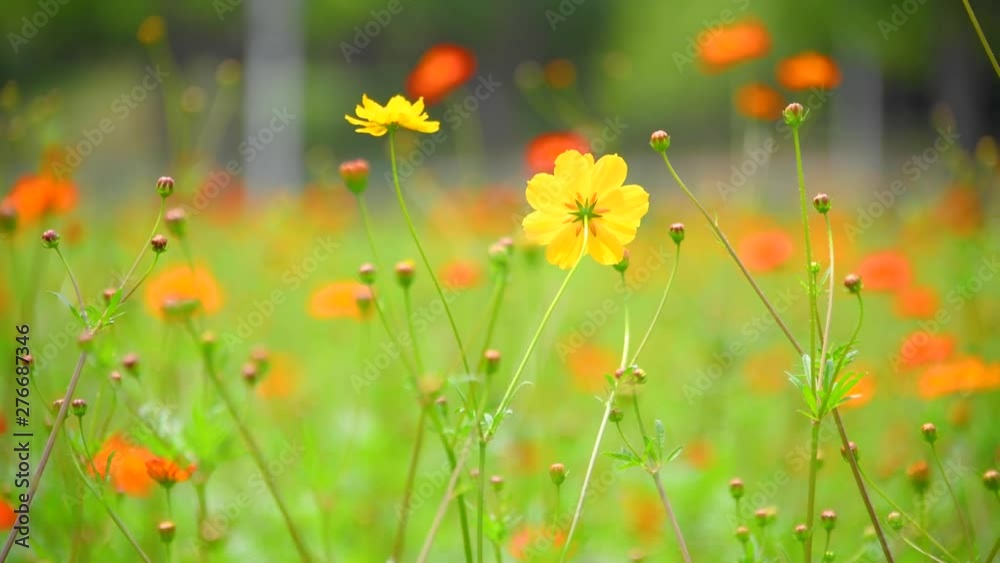 Orange-red Persian chrysanthemums swaying in the wind Orange-red Persian chrysanthemums swaying in the wind