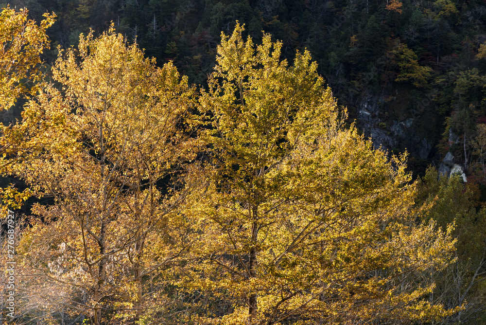 Fototapeta premium 黄金色に輝く