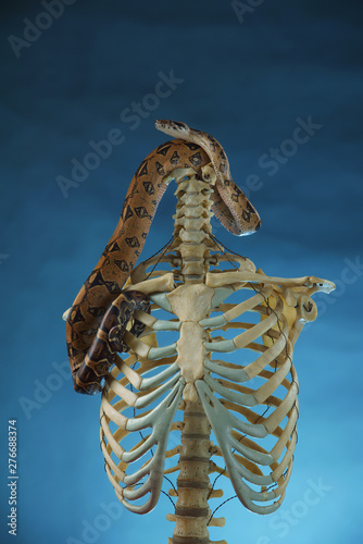 beautiful spotted a boa constrictor, wrapped around a human skeleton without a head, the snake on the skeleton on a blue background