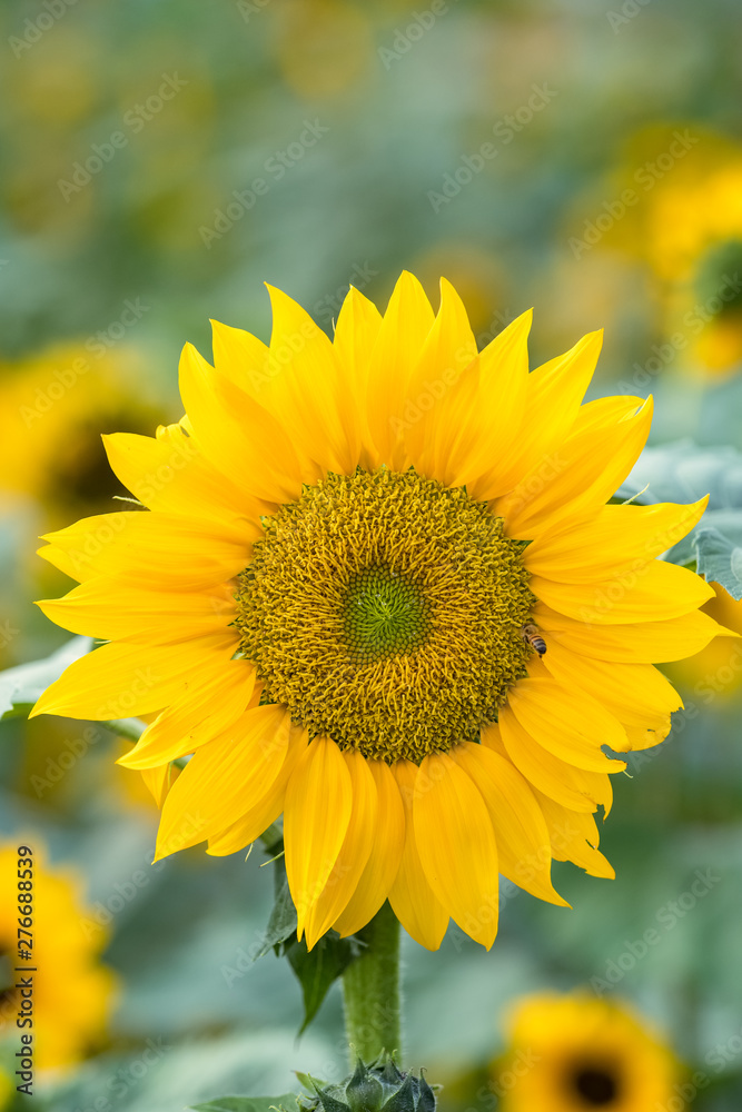 Sunflower blooming natural background.