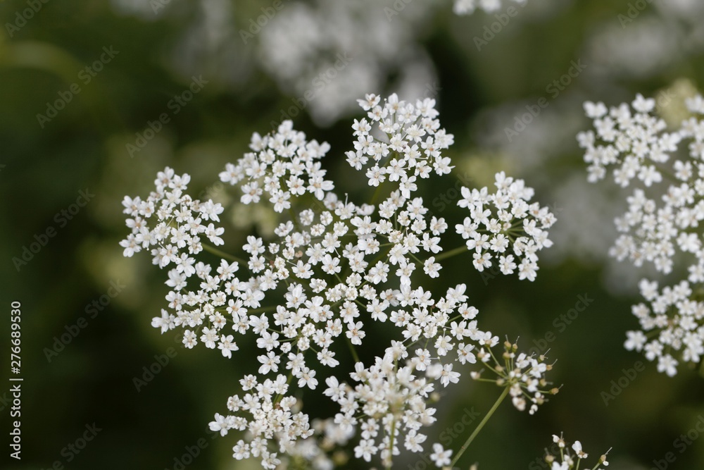 Macro photo of greater burnet-saxifrage, Pimpinella major. Macro photo of greater burnet-saxifrage, Pimpinella major.