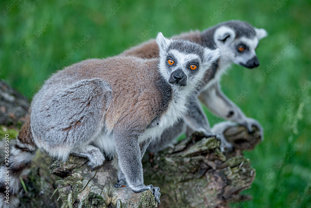 Naklejka premium Portrait of funny ring-tailed Madagascar lemurs in green outdoor enjoying summer