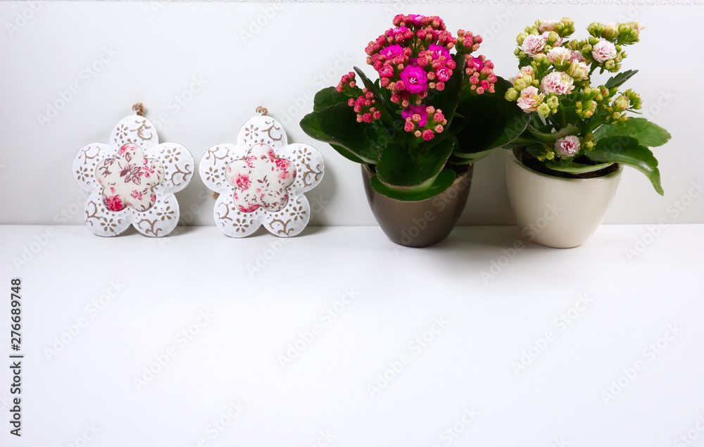 Kalanchoe succulents mini plants indoors with decoration on white background with copy space for your own text