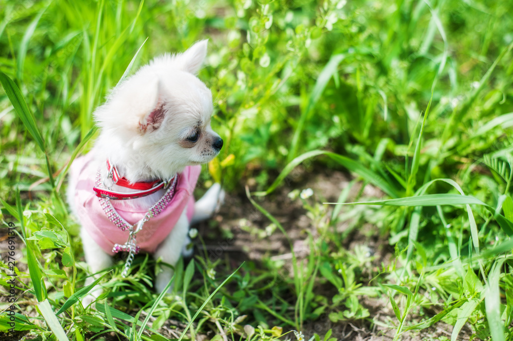 Funny puppy chihuahua walks in the green grass Funny puppy chihuahua walks in the green grass