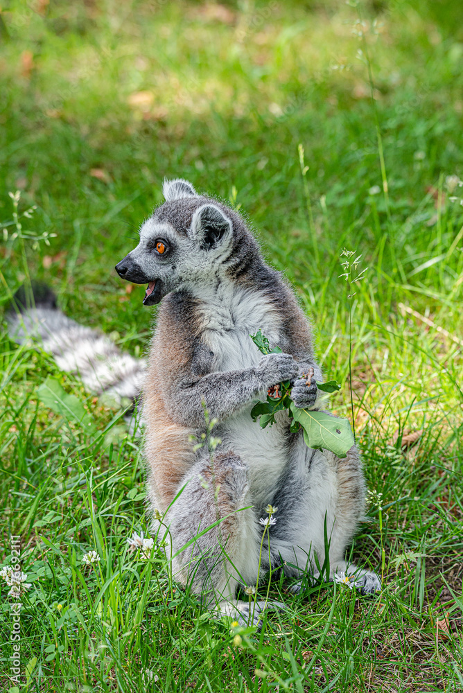 Fototapeta premium Portrait of funny ring-tailed Madagascar lemurs in green outdoor enjoying summer