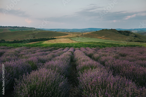 Lavender Fields at sunset