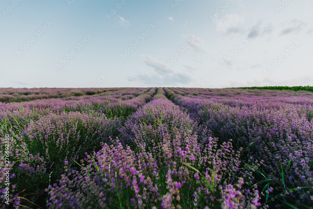 Naklejka premium Lavender Fields at sunset
