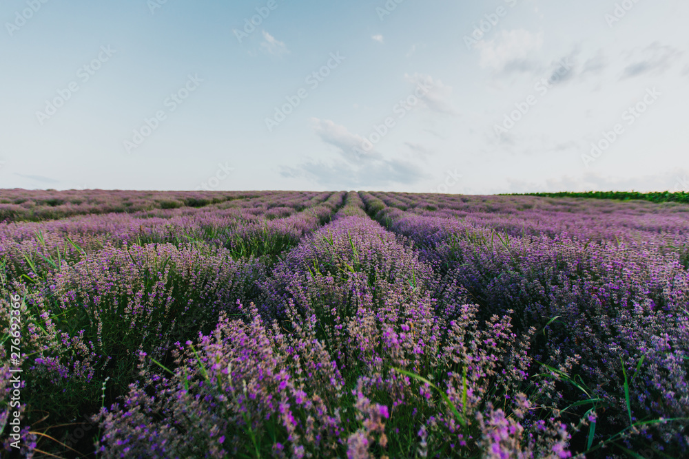 Fototapeta premium Lavender Fields at sunset