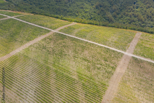 Aerial View Of Green Vineyards In Sunny Day, Gelendzhik, Russia