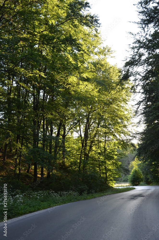 Obraz premium droga, bory, drzew, charakter, krajobraz, jesienią, asfalt, zieleń, drzew, podróż, opad, obszarów wiejskich, niebo, autostrada, kraj, park, blękit, pora roku, krajobrazowy, przewozy, droga, landstrass