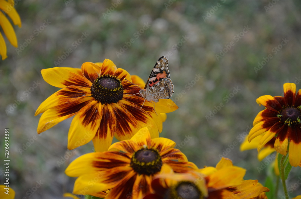 Obraz premium motyl , kwiat, bee, charakter, zółty, jardin, lato, insekt, roślin, kwiat, zieleń, makro, kwiat, rudbekia, płatek, kwiat, jary, pomarańcz, flora, beuty, fruwać, daisies, pyłek, bliska, miodu