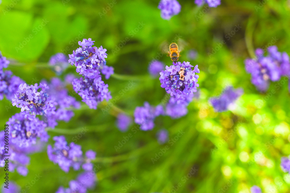 A Bee collecting pollen from lavender flowers in a bright summer meadow A Bee collecting pollen from lavender flowers in a bright summer meadow