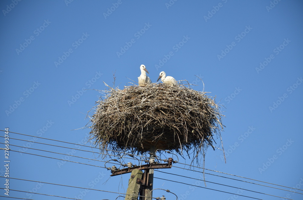 Fototapeta premium bocian, gniazdo, ptactwo, niebo, charakter, zwierzak, biała, blękit, bocian, ptactwo, dzika natura, belfer, fauna, rod, lato, dzika, pierze, para, zwierzak, bobasy, czarna, jary, 2
