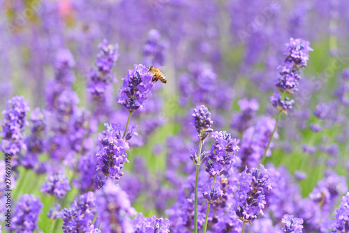 A Bee collecting pollen from lavender flowers in a bright summer meadow
