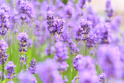 Lavender fields in close up detail, wild purple lavender flowers growing outside
