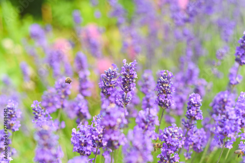 Lavender fields in close up detail  wild purple lavender flowers growing outside