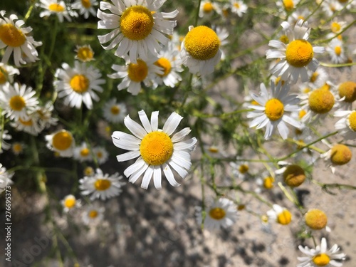 field of daisies