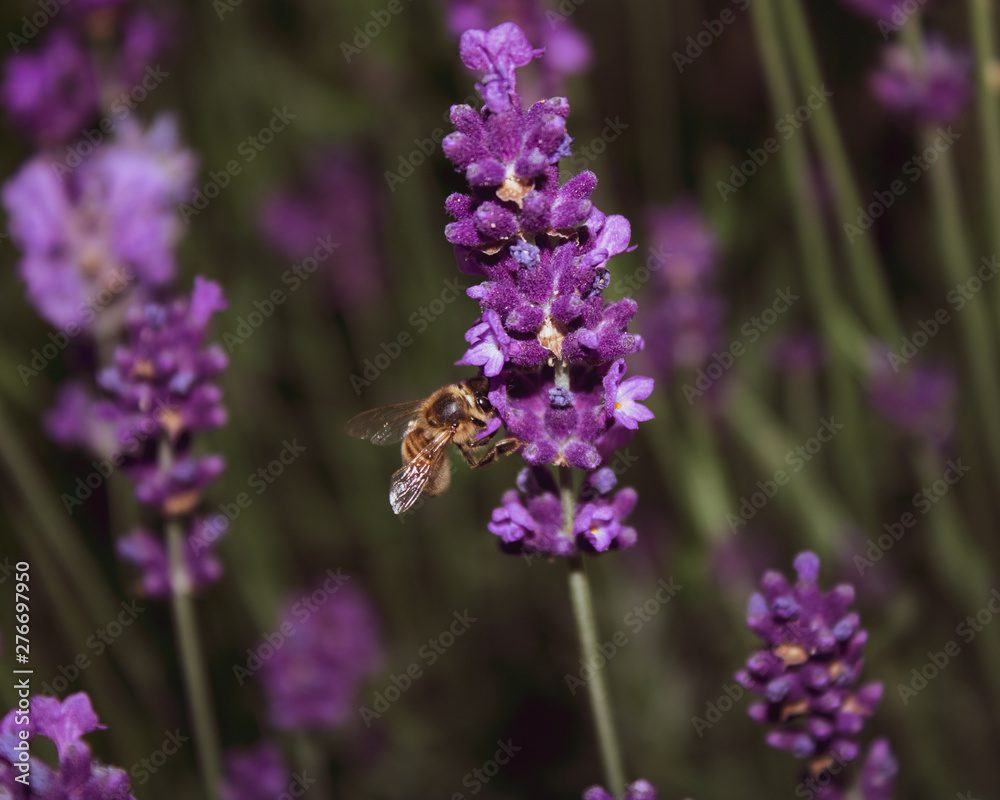 Obraz premium Bee pollenating lavender