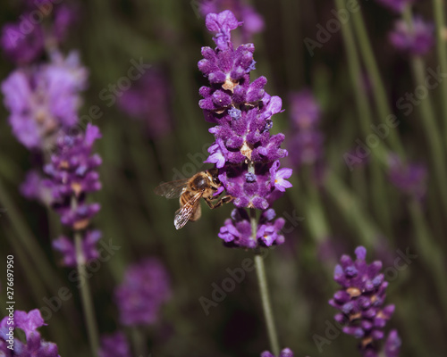 Bee pollenating lavender