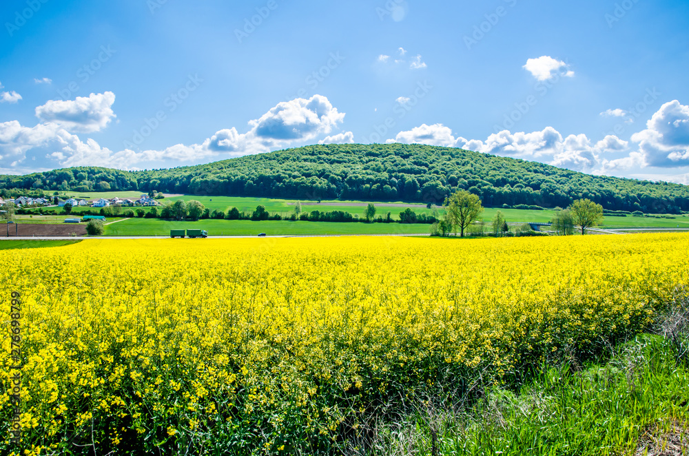 field with blossoming yellow mustard