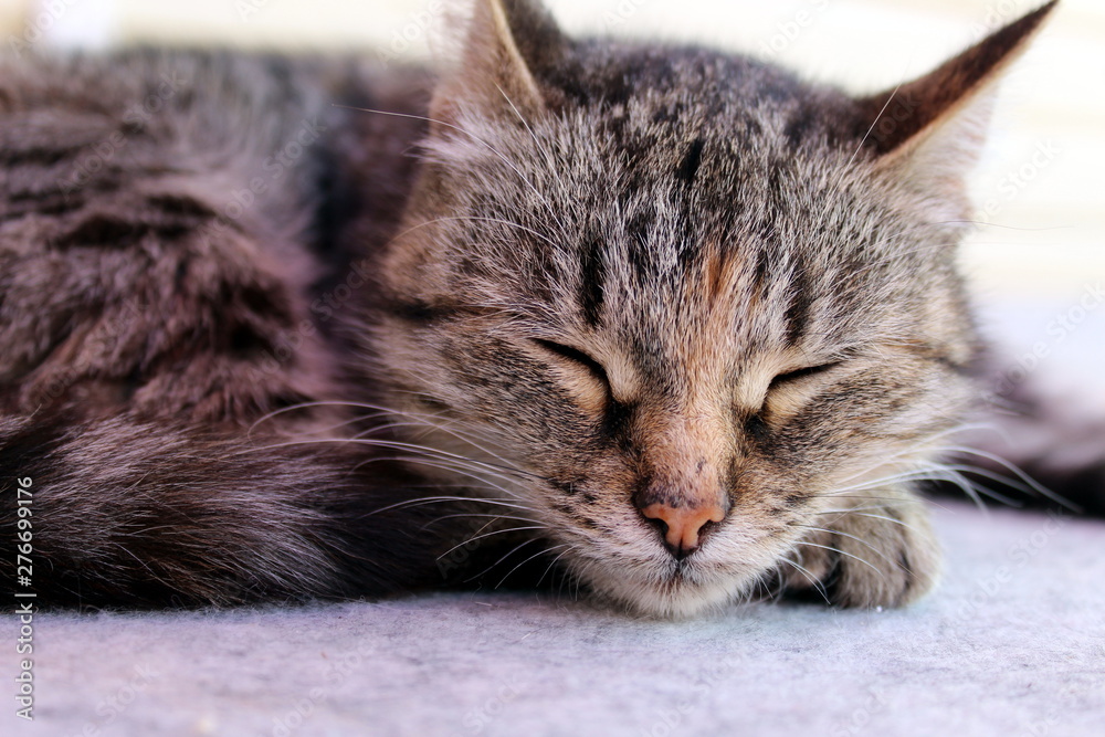 Gray cat lies lounging on the floor and sleeps Gray cat lies lounging on the floor and sleeps