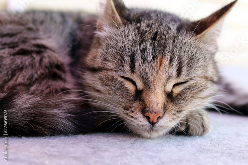 Gray cat lies lounging on the floor and sleeps © Снежана Кудрявцева