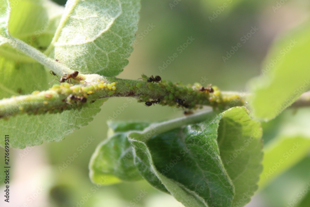 Aphid colony with ants, closeup on a tree branch Aphid colony with ants, closeup on a tree branch