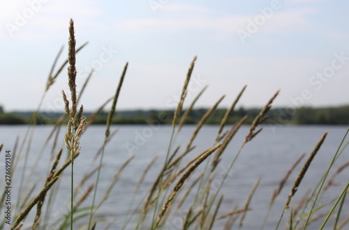 Spring landscape with view of lake  with green grass and branches. Sunny day in nature with blue sky and white clouds and forest