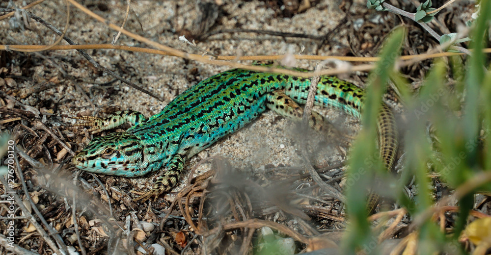 lizard in the grass lizard in the grass