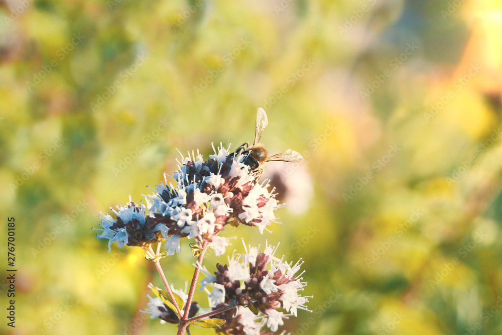Bee collecting some pollen from a white flower in a meadow. Summer pollination concept with empty copy space for Editor's text. Bee collecting some pollen from a white flower in a meadow. Summer pollination concept with empty copy space for Editor's text.