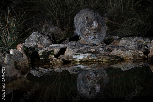 Eine Wildkatze sitzt nachts am Wasser photo