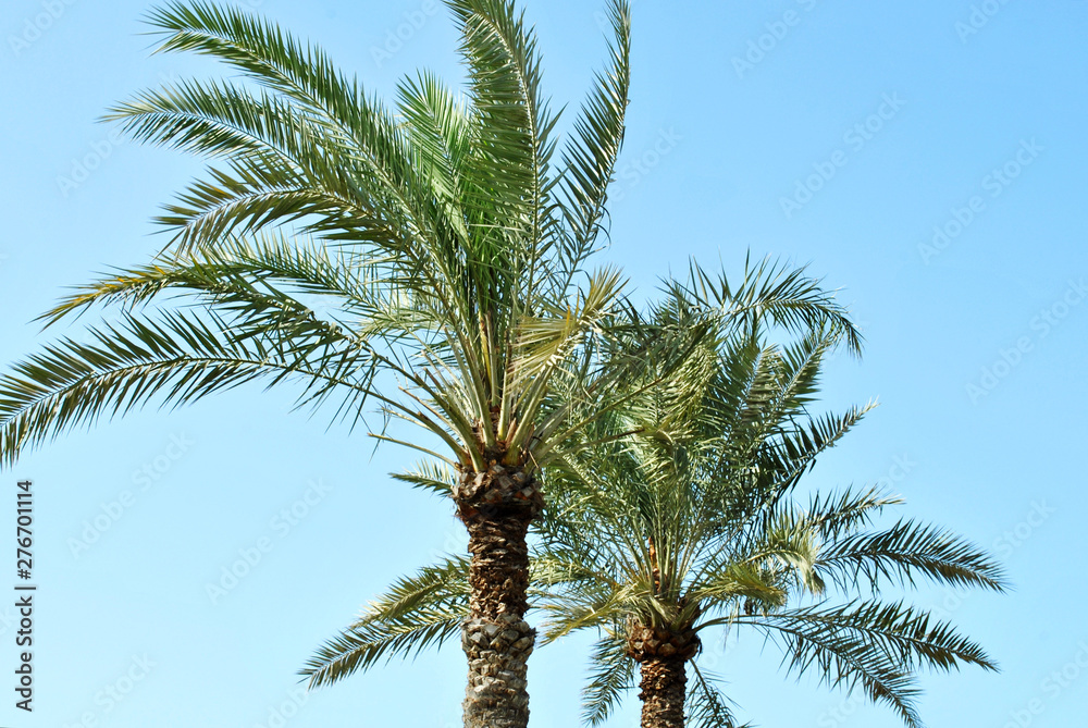 Palm tree farm