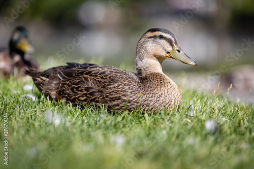 Duck Profile