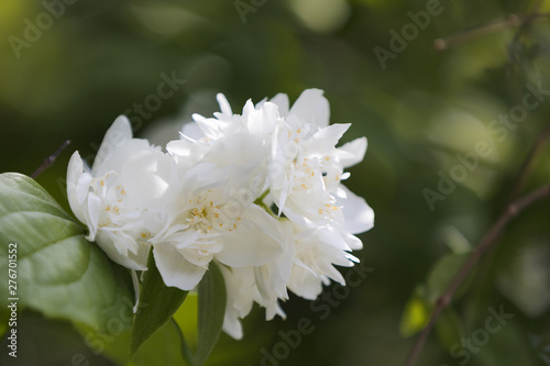 Mock Orange Blossoms