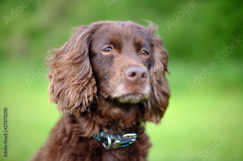 Obraz na płótnie Cocker spaniel