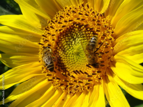 zwei bienen in einer aonnenblume