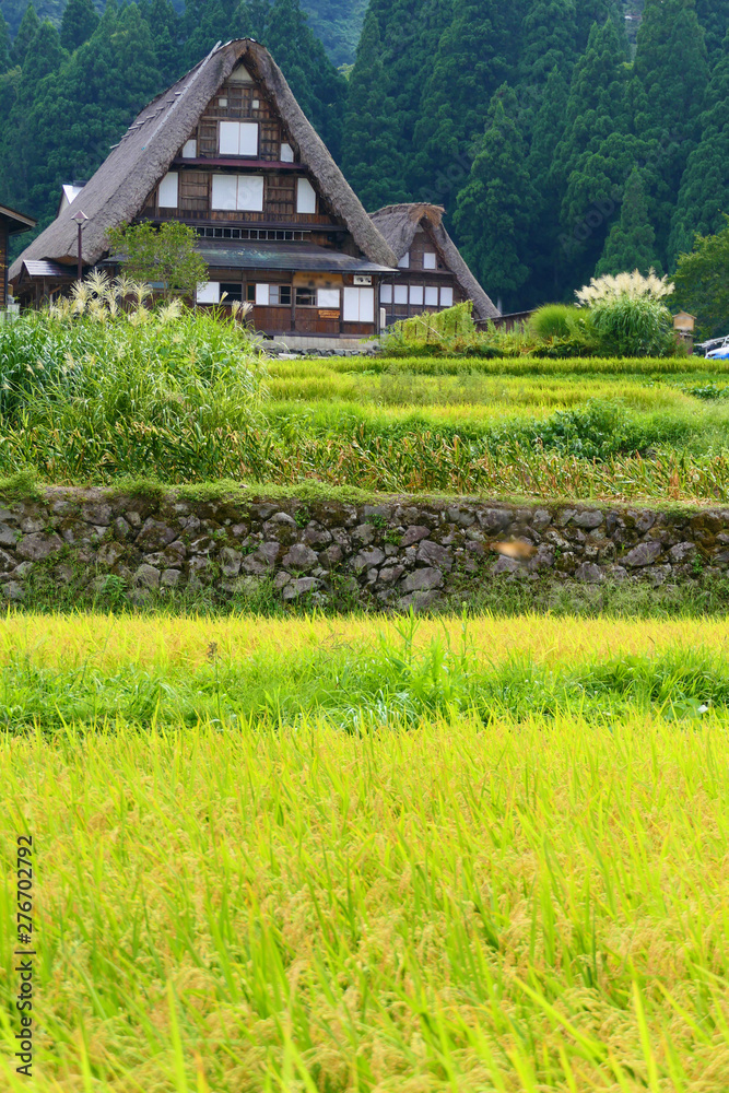 Fototapeta premium 収穫を迎えた山里。相倉 五箇山 富山 日本。８月下旬。