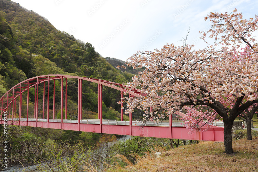 桶谷橋と桜(長野県大鹿村),sakura and okeya bridge,ooshika village,nagano prefecture,japan 桶谷橋と桜(長野県大鹿村),sakura and okeya bridge,ooshika village,nagano prefecture,japan