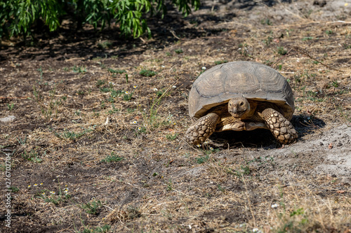 African spurred tortoise , turtle, tortoise, tortoiseshell, testudo, testudinate, turtle-shell.