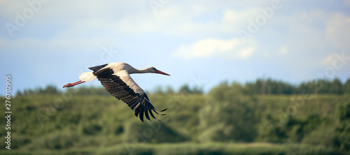 White stork flying on against the forest and blue sky. Background in blur.