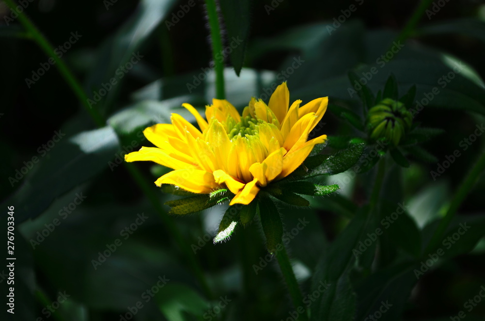 Young flower Rudbeckia yellow in the garden Young flower Rudbeckia yellow in the garden