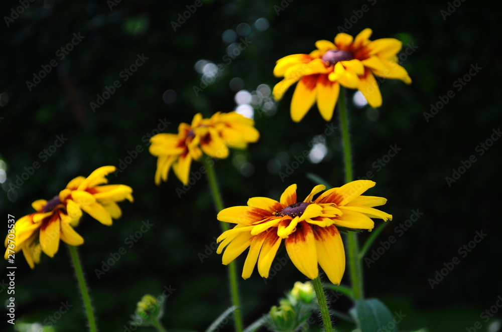 Young flower Rudbeckia yellow in the garden