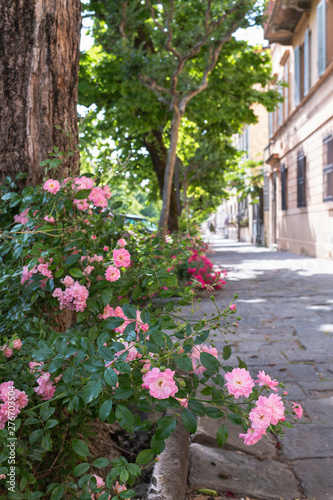 Street with pink flowers in Lucca, Italy.