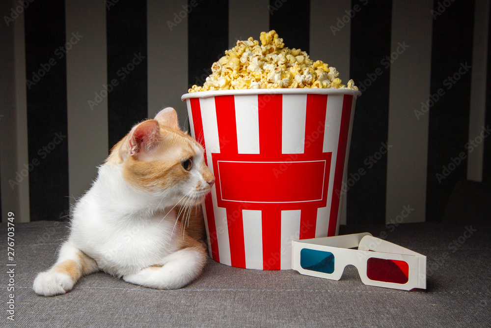 cat lying on the couch with popcorn and watching television, he is resting in the evening in the room, copy space for text - obrazy, fototapety, plakaty 