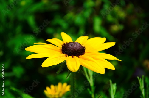 Young flower Rudbeckia yellow in the garden