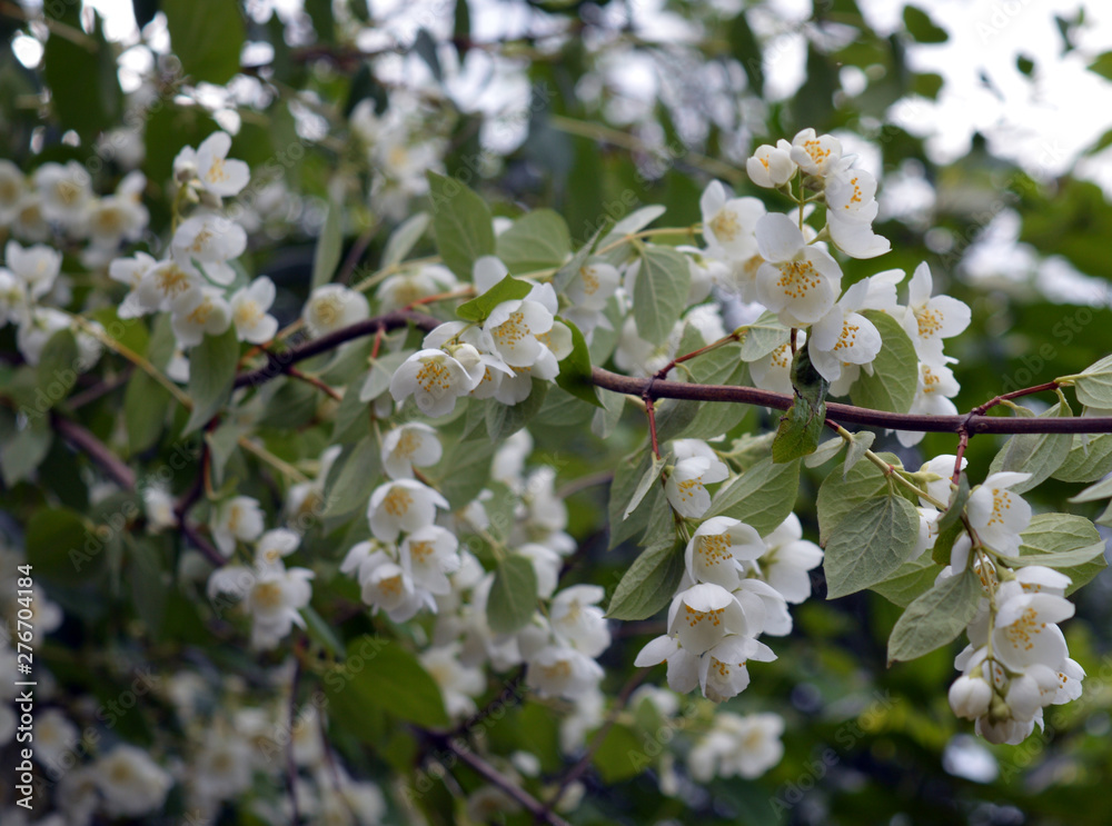white flowers of the beautiful Jasmine shrub blooms in spring and summer in the garden