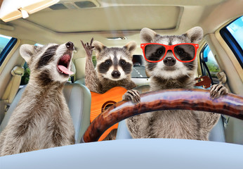 Three funny raccoon with a guitar ride in the car