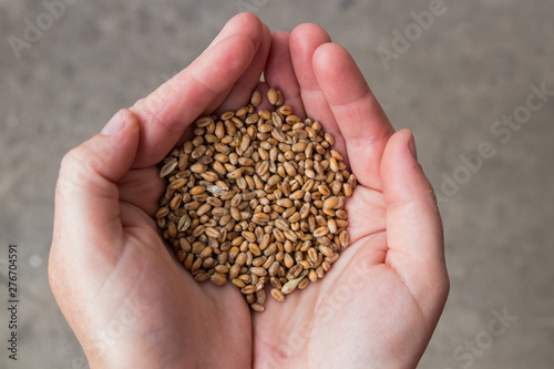 wheat grains in women's hands